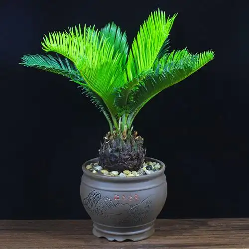 铁树盆栽苏铁盆景办公室内客厅阳台四季常青好养庭院植物桌面绿植