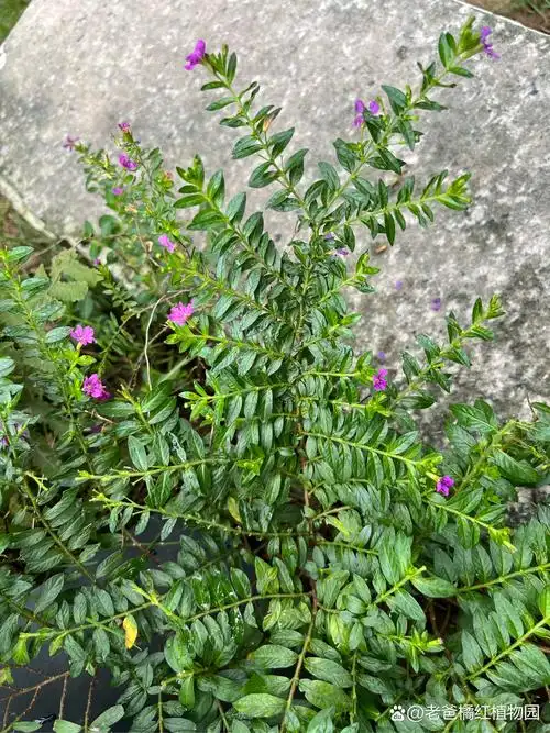 细叶萼距花,又名细叶雪茄花.