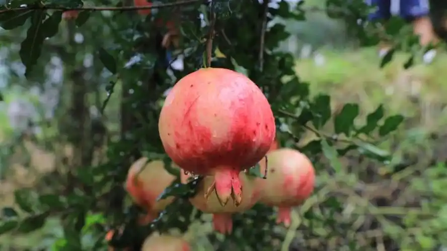 施甸布朗山乡软籽石榴成增收致富硬核金果