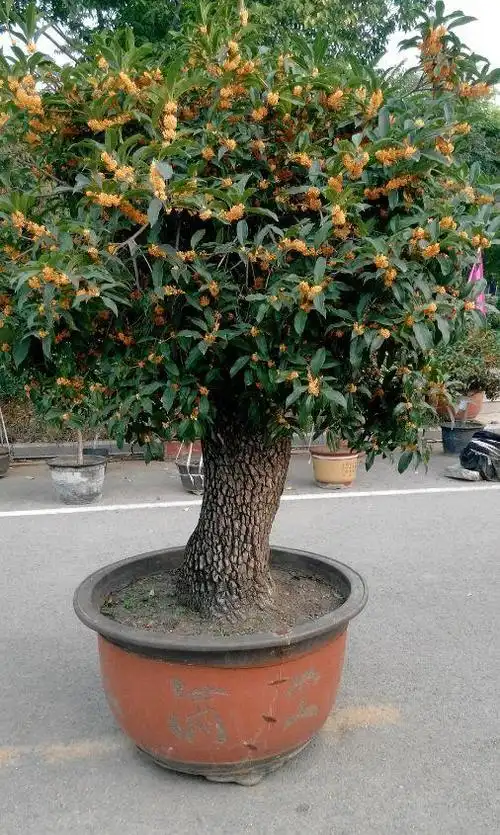 桂花修剪"好时机"抓住了,树干存满"养份",明年开花多一倍