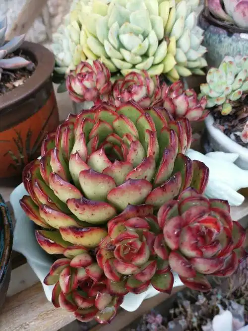 愿种植多肉能成为我此生最长情的爱好!