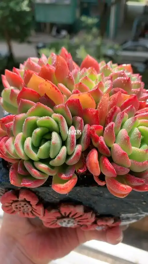 芬达_芬达怎么样_多肉_家居家装_家居装饰_花艺