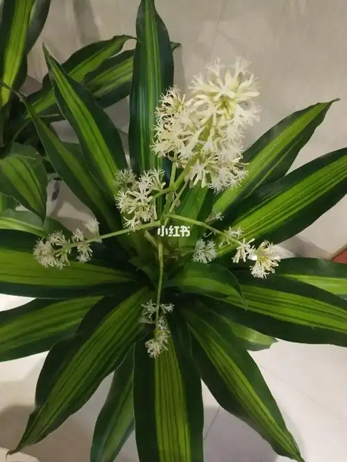 金边也门铁——花香袭人