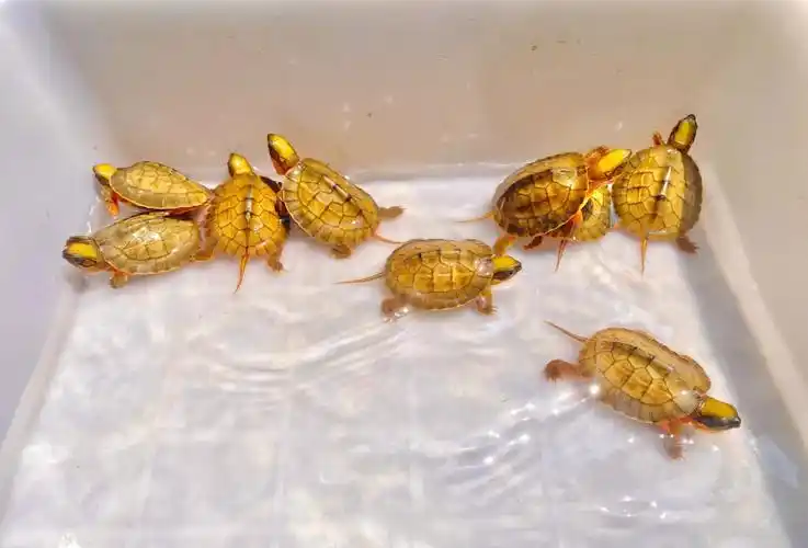 今年的海南金钱龟苗三黄品质不愧小金子