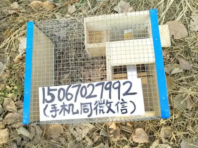 麻雀地笼麻雀连续捕捉笼