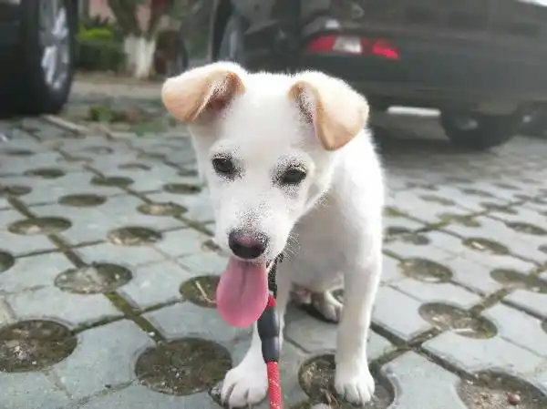 我家小狗狗白中带点黄耳朵大双眼皮是什么品种的狗狗啊?