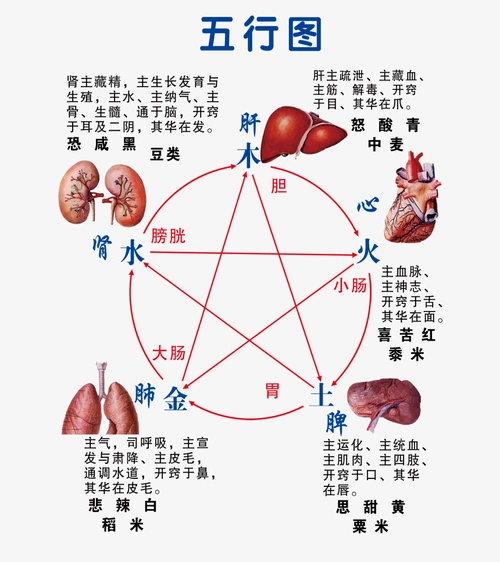 五行图,肾主藏精,肝主疏泄