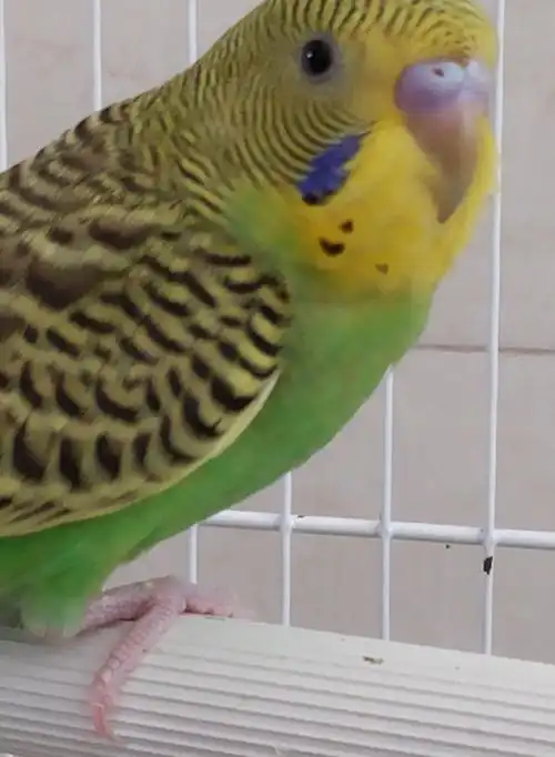 宠物鸟之中的虎皮鹦鹉该怎么饲养,快来看看吧