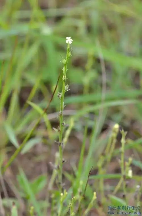 【药用植物原创摄影】独脚金(治小儿疳积良药)