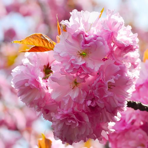 樱花早樱晚樱树苗花卉南北庭院别墅绿化植物室内外 关山樱【庭院花园