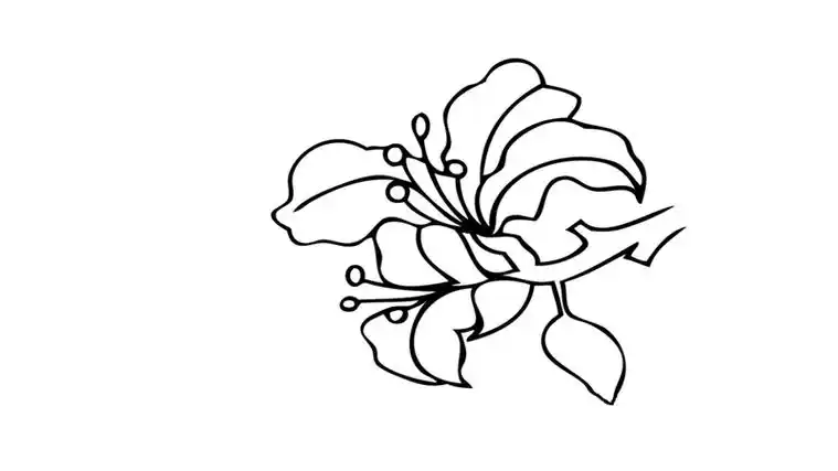 紫荆花树的叶子简笔画