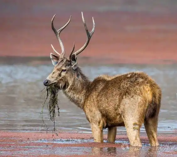 与水中的美丽角鹿