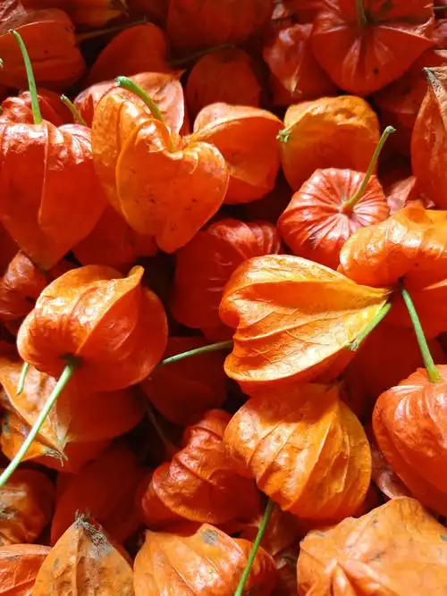 红姑娘果 东北黑龙江特产野生菇娘果苦姑娘儿锦灯笼500克现摘