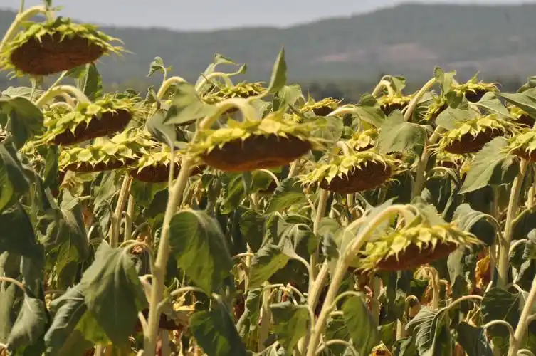 向日葵成熟图片
