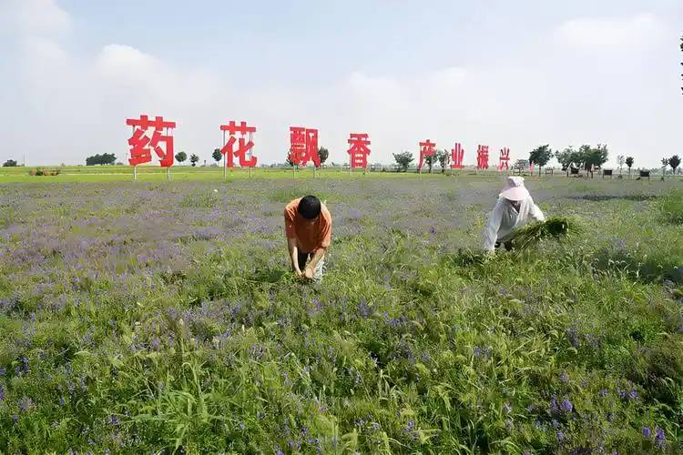 药材种植新引擎! 2025"黑松土活化肥"粮王大赛中药材专场闻喜启动