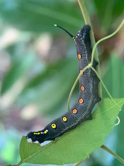 凤仙花天蛾幼虫背部很好看 有规则的红黄两色圆点尾部有根天线食量