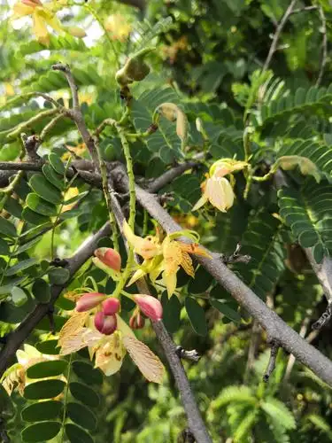 大树小花弯弯果一一酸角