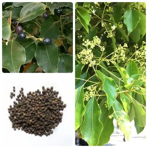 樟树籽香樟种子大叶香樟小叶香樟籽绿化行道樟树种子四季青树种