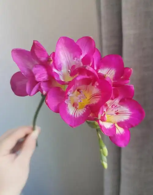 玫红色重瓣香雪兰