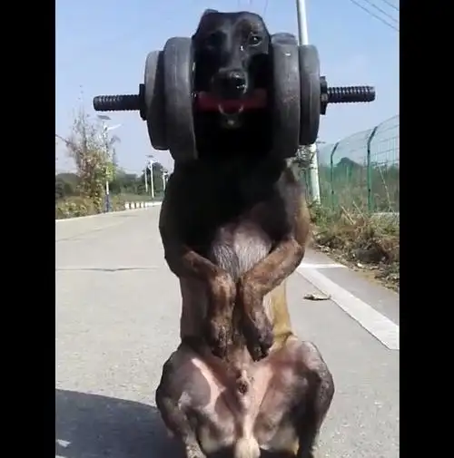 原创狗狗叼铁轮练训,练到身子发抖,但就是不放弃练习!