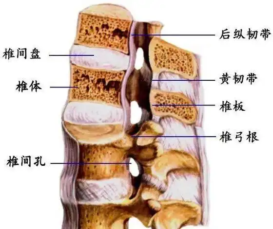 脊柱超详细图文解剖