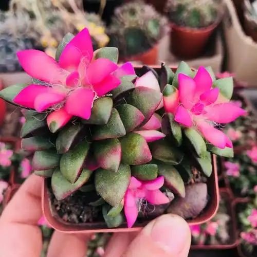 基地直销群生多肉植物 吹雪之松锦多头办公室萌肉小盆栽吹雪多肉