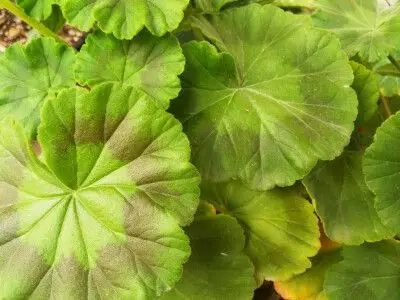 向阳哥哥的阳台,天竺葵叶子