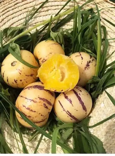 【团购,产地直发】云南石林人参果5斤装(26-37个左右) 原价59元