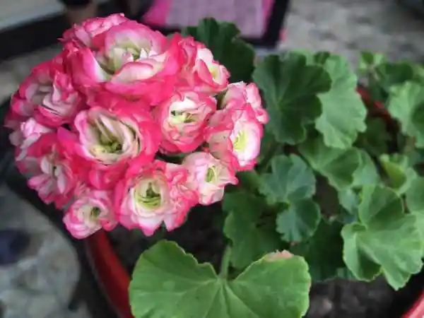 日本碗……天竺葵