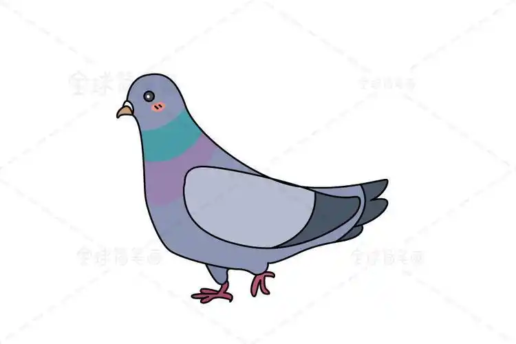 鸽子简笔画小动物彩色