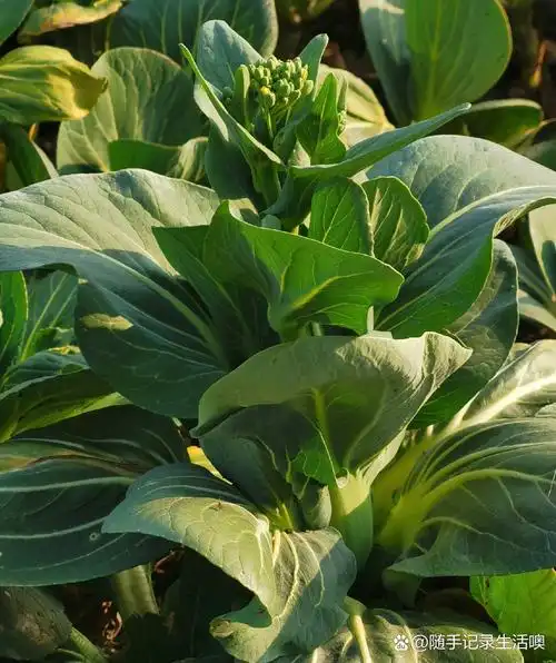 春天来了,又到了吃新鲜时令蔬菜的季节.