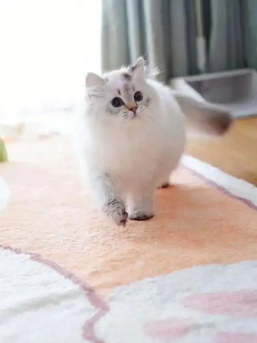 山猫纹金点长弟弟小黑脸