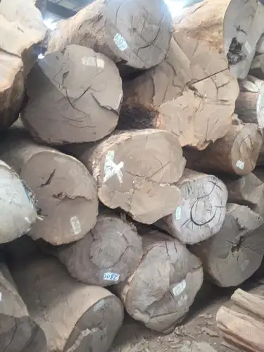 大径皮灰 皮灰原木 皮灰板材 风车木莫桑比克 黑檀 广星木业