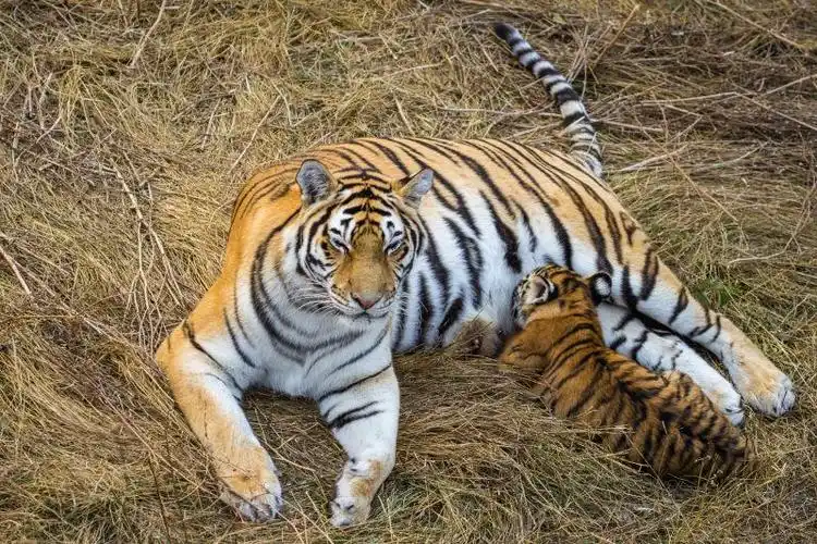 雪上美丽的西伯利亚老虎
