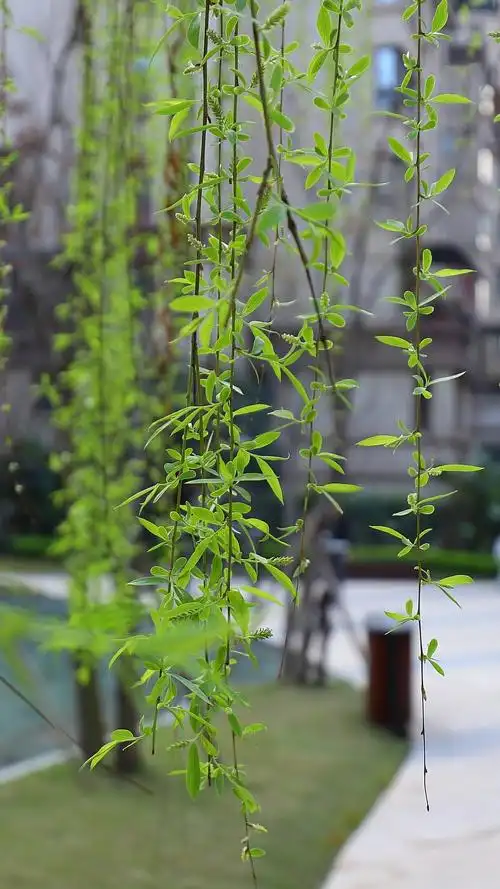 柳叶发新芽