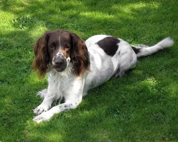 english springer spaniel dog looking at you photo