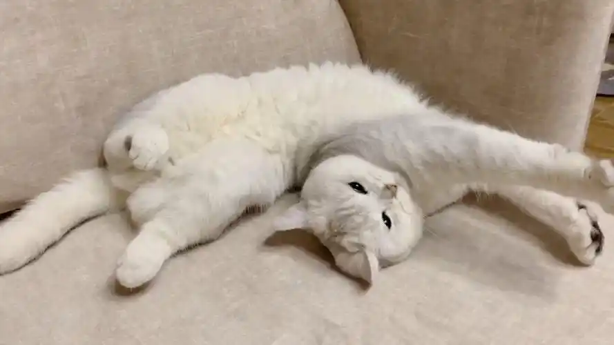 我家萌宠成精了#这个打滚儿,也就看了几十遍吧,太治愈了