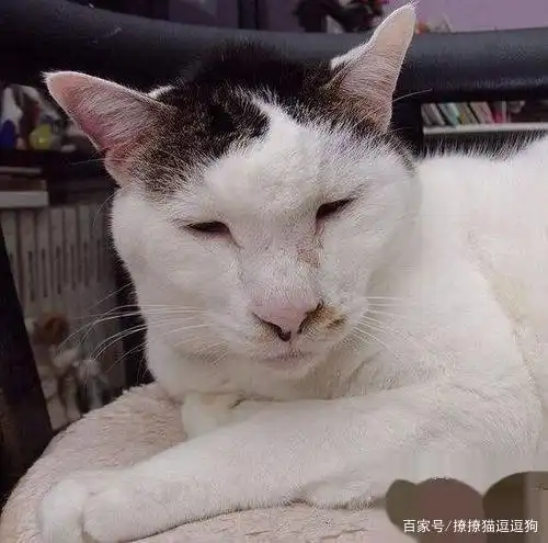 盘点世界上最丑的猫,第二期,哈哈受不了了