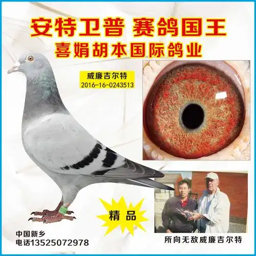 喜娟胡本系鸽业 - 中信网铭鸽展厅 www.ag188.com