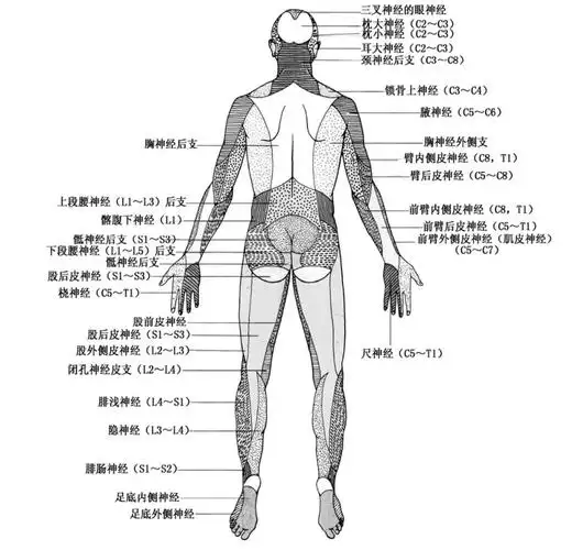 4 全身神经感觉分布图a.5 上肢神经运动分布图a.