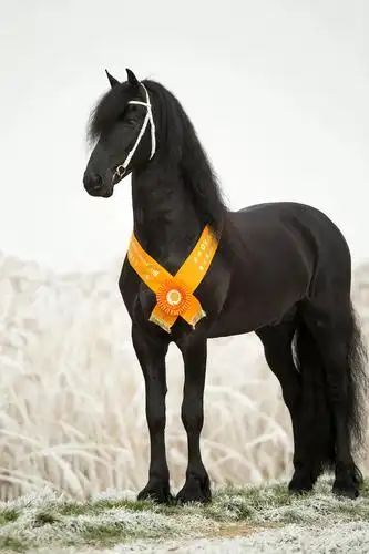 帅气度爆表的弗里斯兰马跑起来时,像不像一道黑色的闪电?