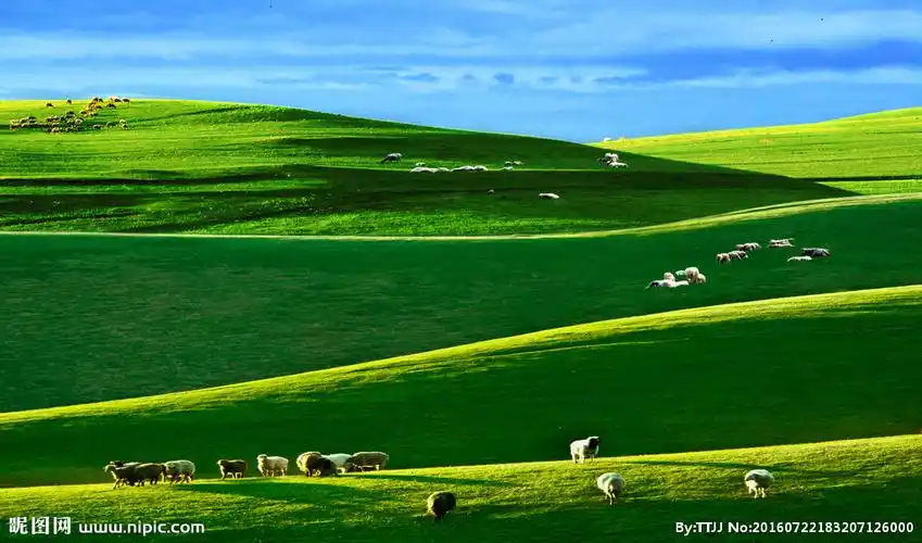 蓝天草原牛羊摄影图__自然风景_自然景观_摄影图库_昵图网nipic.com