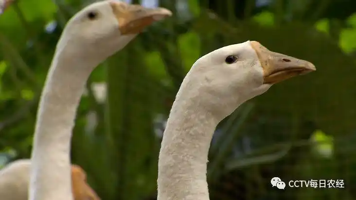 母鹅头上的鹅瘤小,颈部修长,眼大有神,长得清秀.