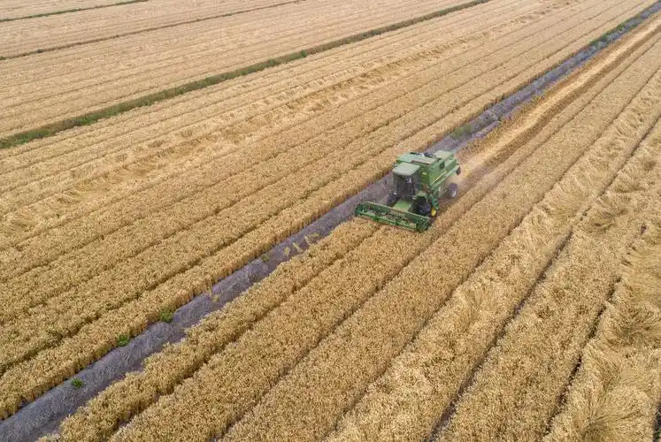 江苏泰州小麦开镰收割