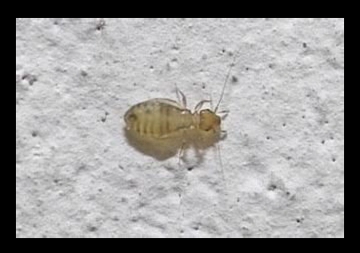 书虱的特性及防治措施