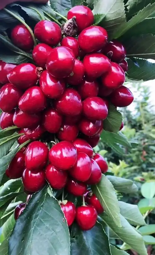 河南长葛大樱桃树苗树苗地方有