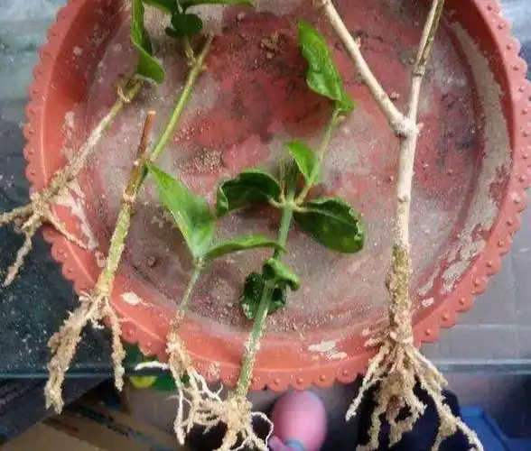 夏天扦插茉莉花学会几个小窍门插一棵活一棵