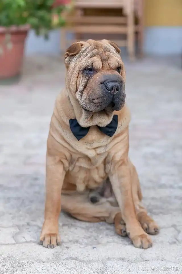 沙皮犬的有哪些特征你们知道吗?快来看看吧!