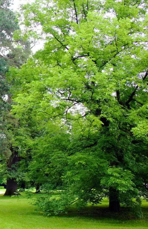 欧美自然风景系列参天大树
