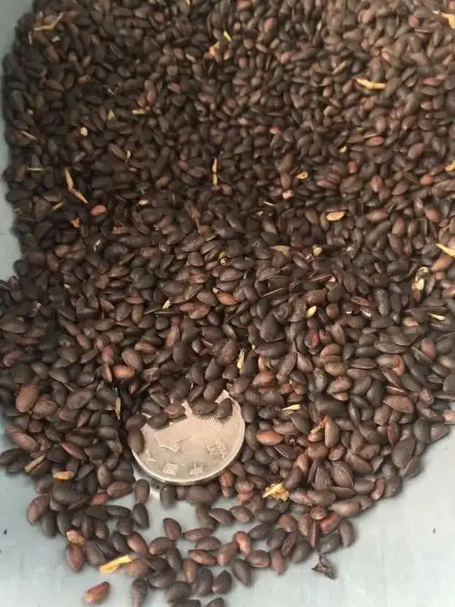 辽宁省 黄菠萝种子 三遍水洗 质量保证